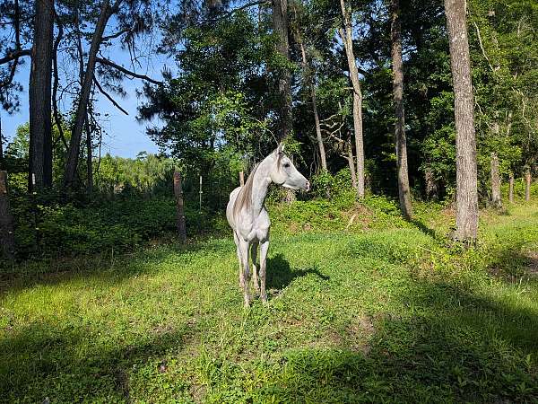 stallion-started-under-saddle-mare-stallion