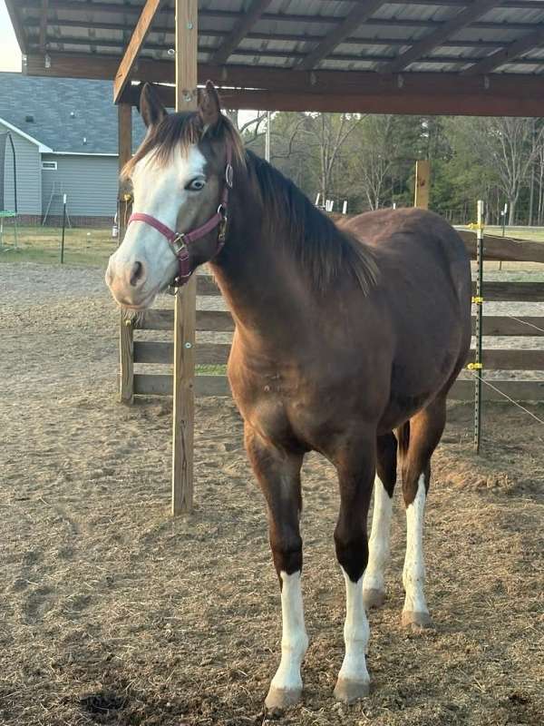 4-white-feet-blaze-face-2-blue-eyes-horse