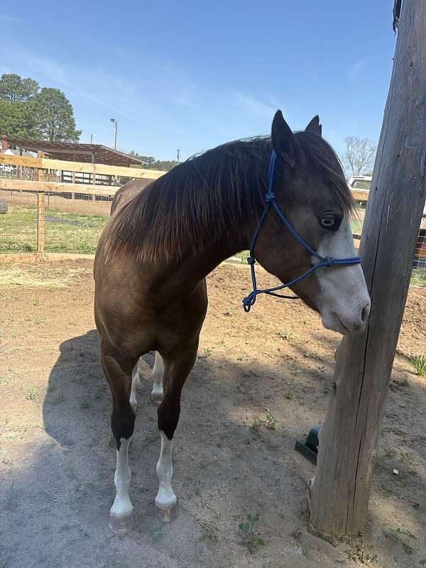 buckskin-4-white-feet-blaze-face-2-blue-eyes-horse
