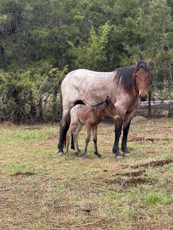 bay-roan-twhbea-colt