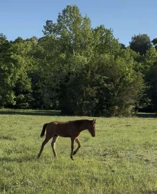 bay-roan-colt-for-sale