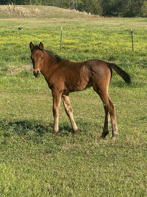 breaking-tennessee-walking-horse
