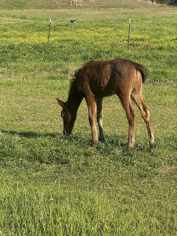 have-been-ridden-tennessee-walking-horse