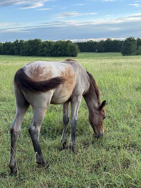 homozygous-bay-tennessee-walking-horse