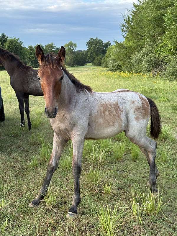 secret-tennessee-walking-horse