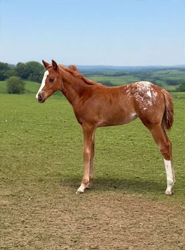 blanket-horse
