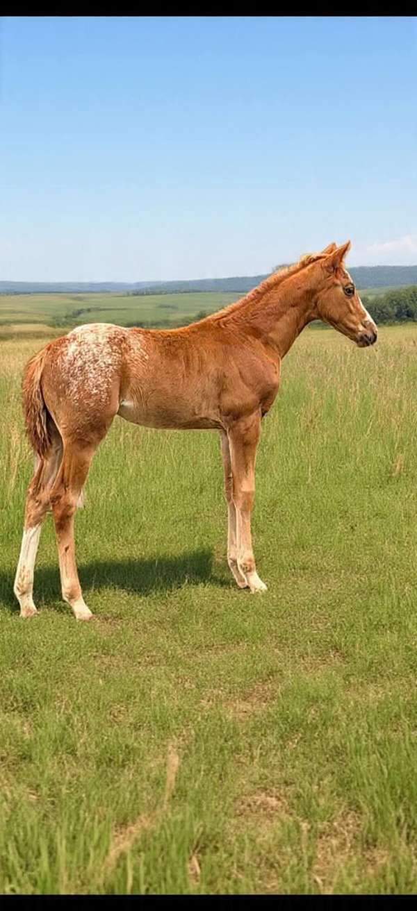 chestnut-blanket-horse