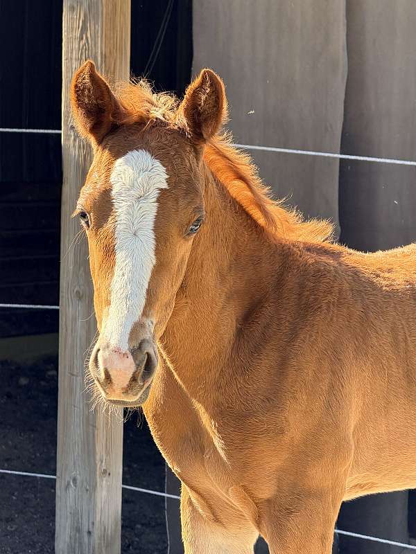 reining-appaloosa-horse