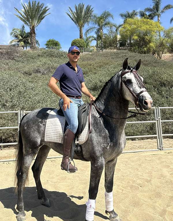 dressage-andalusian-horse