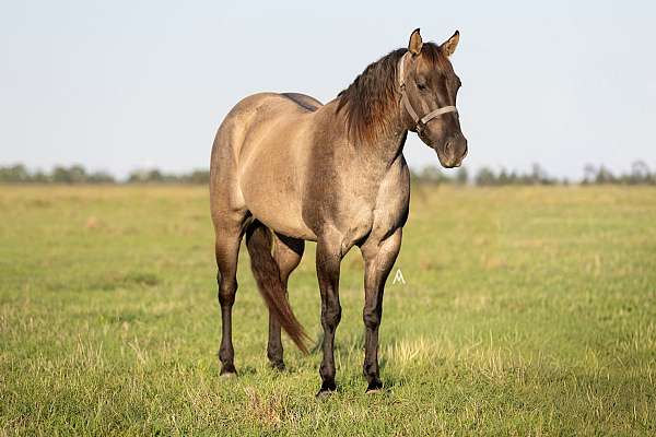 grulla-pa-horse