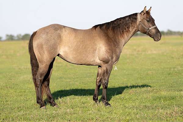 all-around-quarter-horse