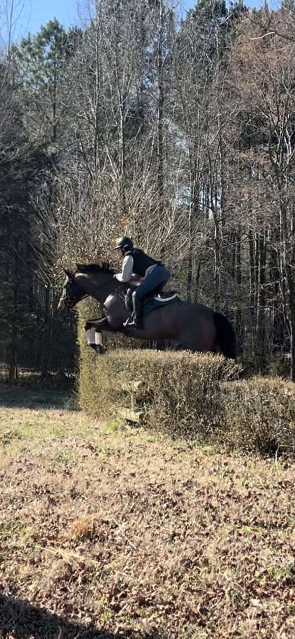 all-around-thoroughbred-horse