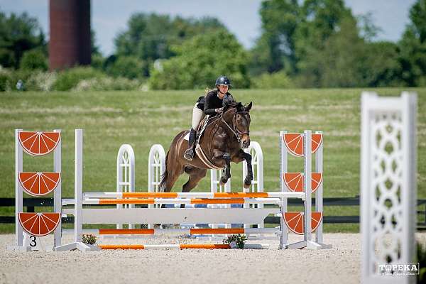 dressage-thoroughbred-horse