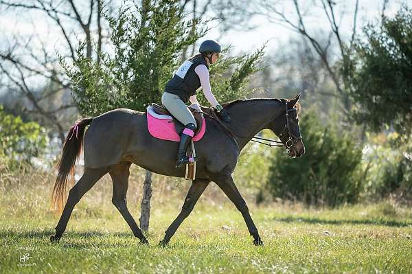 eventing-thoroughbred-horse