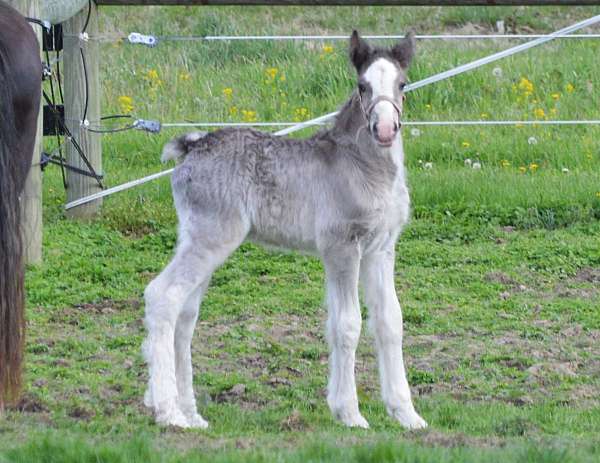 four-high-white-stockings-blaze-horse