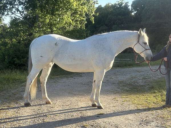 quarter-horse-mare