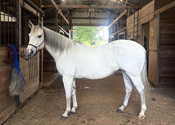 quarter-horse-for-sale