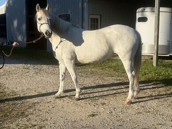 quarter-horse
