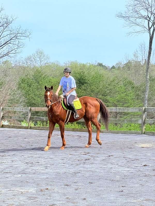 all-around-thoroughbred-horse