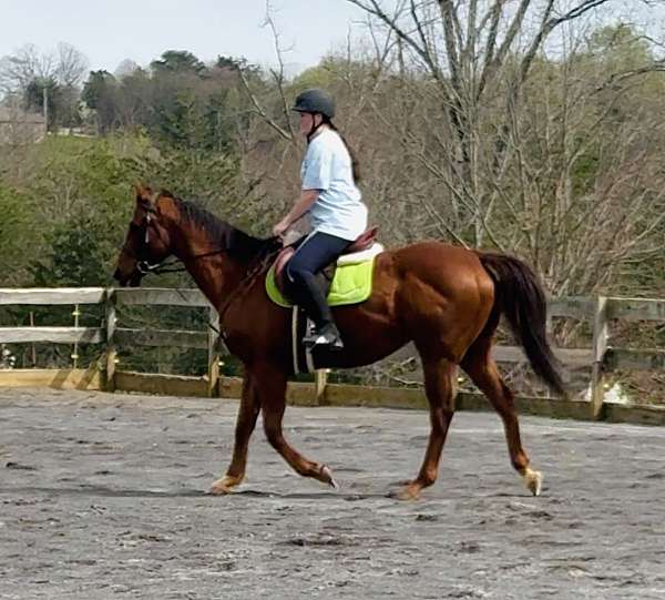 athletic-thoroughbred-horse