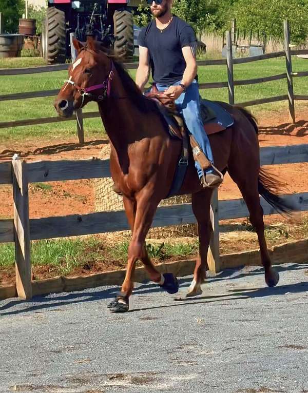 dressage-thoroughbred-horse
