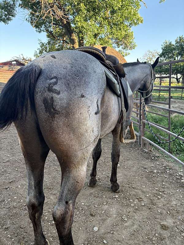 plenty-blueberry-quarter-horse