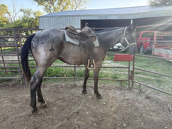 blue-roan-black-mane-tail-stocking-horse