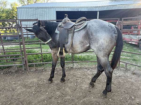 black-mane-tail-stocking-horse