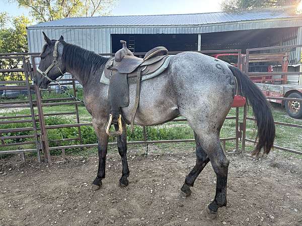plenty-blueberry-horse