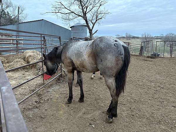 blue-boy-gelding