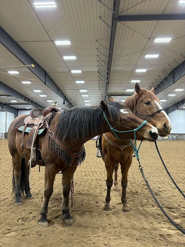 barrel-racing-quarter-horse