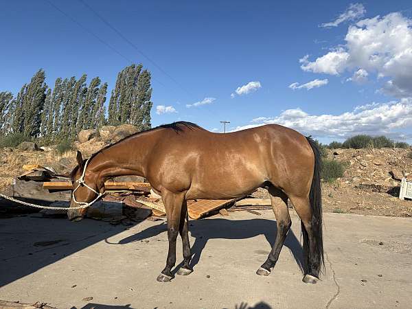 pole-quarter-horse