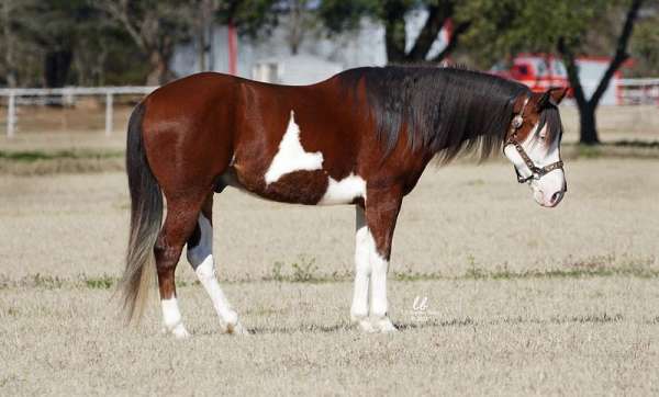 athletic-paint-horse
