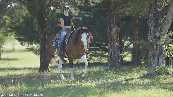 dressage-paint-horse