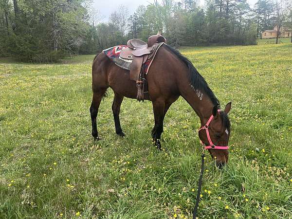 finished-jumper-standardbred-horse