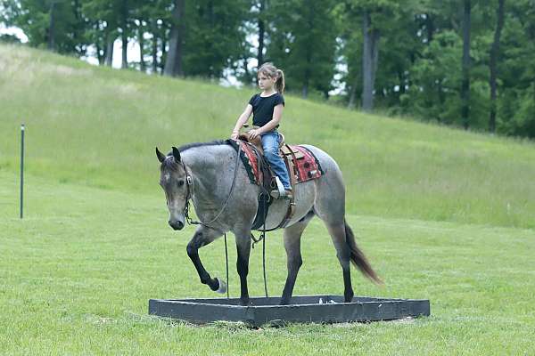 all-around-quarter-horse