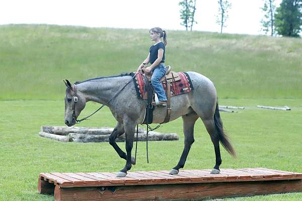 beginner-quarter-horse