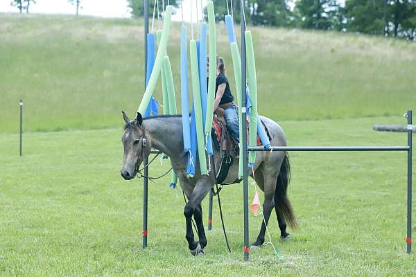 husband-safe-quarter-horse