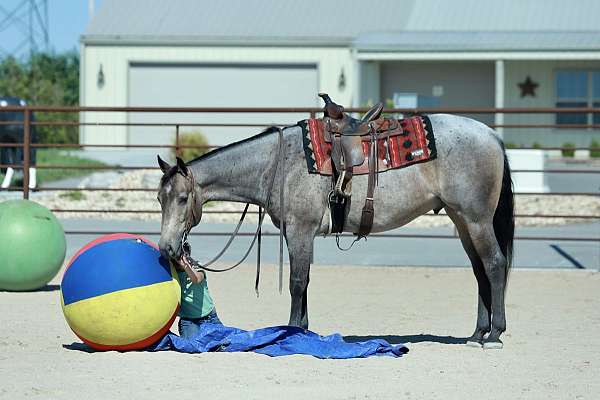 playday-quarter-horse