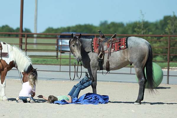 ranch-quarter-horse