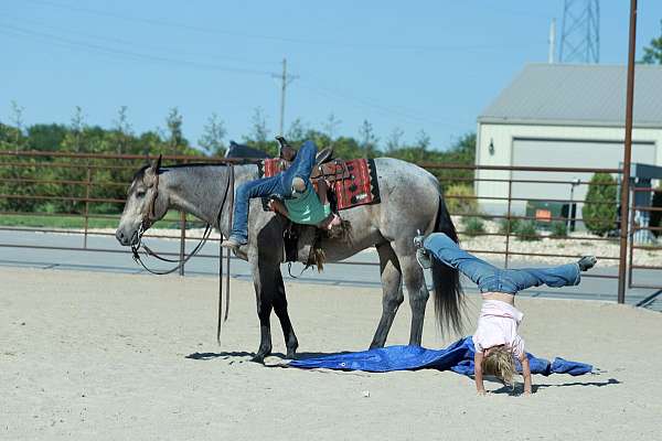 ranch-work-quarter-horse