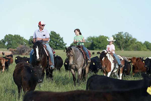team-penning-quarter-horse