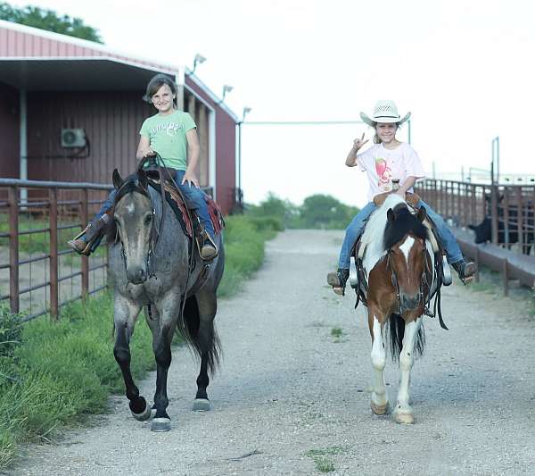 team-roping-quarter-horse
