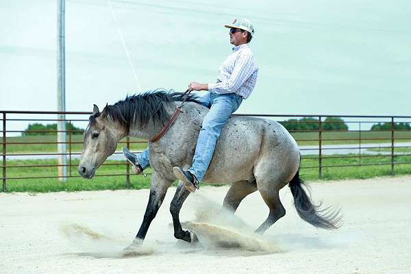 trail-quarter-horse