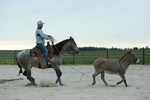trail-riding-quarter-horse