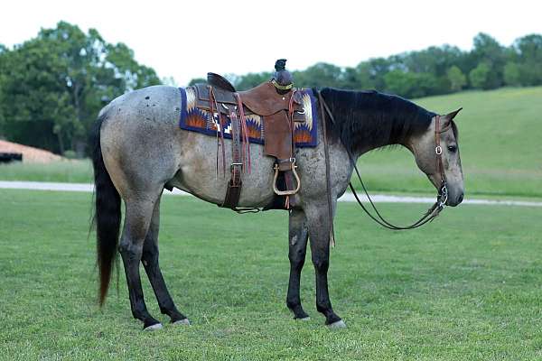 trail-class-competition-quarter-horse