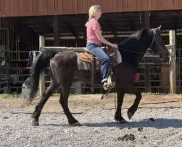 15-hands-morgan-horse