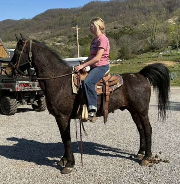 cross-driving-morgan-horse