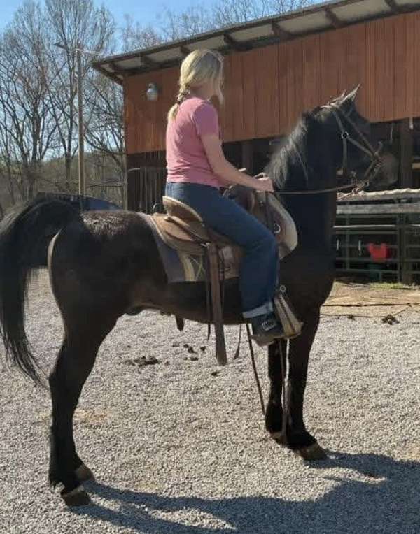 broke-morgan-horse