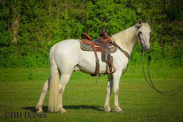 beginner-kentucky-mountain-horse
